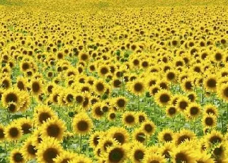 Monteviste * Bugnara