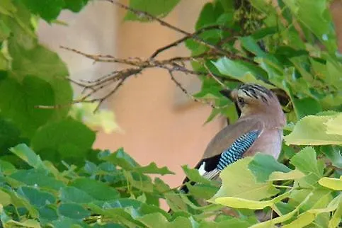 Bed & Breakfast Monteviste Bugnara