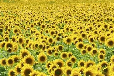 Monteviste * Bugnara